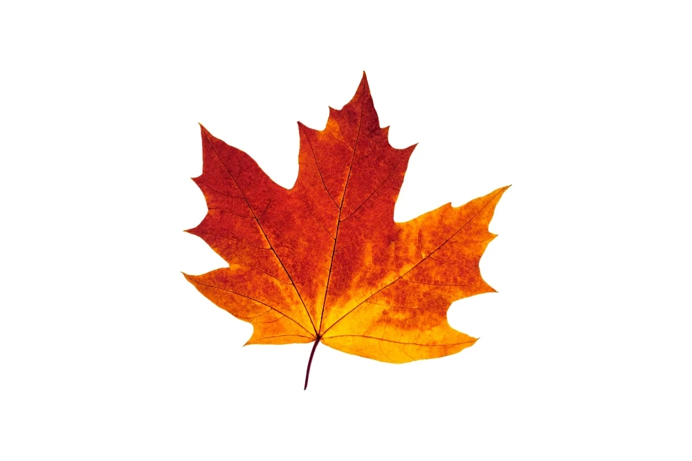 Acer Saccharum (Sugar Maple) Extract