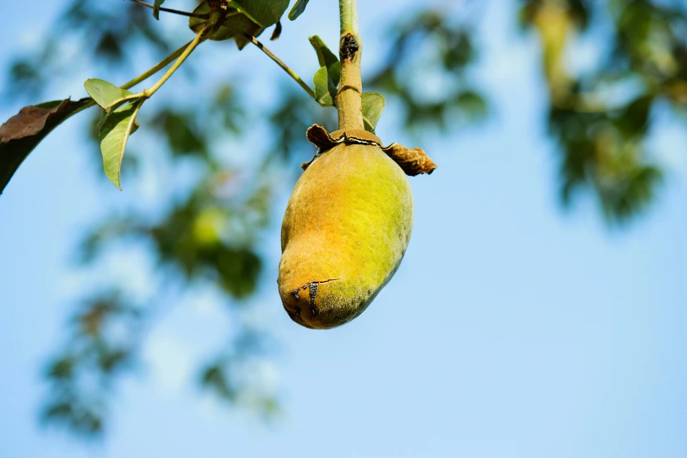 Adansonia Digitata Fruit Pulp Powder