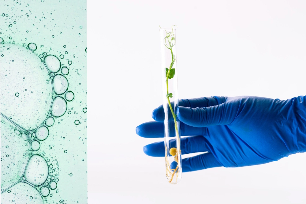 Endofity – mikroskopijni sprzymierzeńcy skóry. Jak biotechnologia natury zmienia oblicze kosmetyki zrównoważonej?